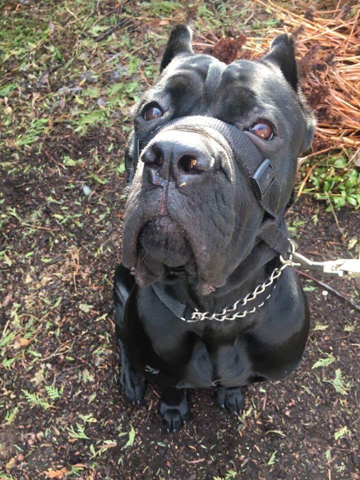 Elite Cane Corso, 360.303.5163